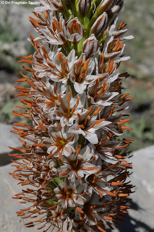 Spectacular Foxtail-lily