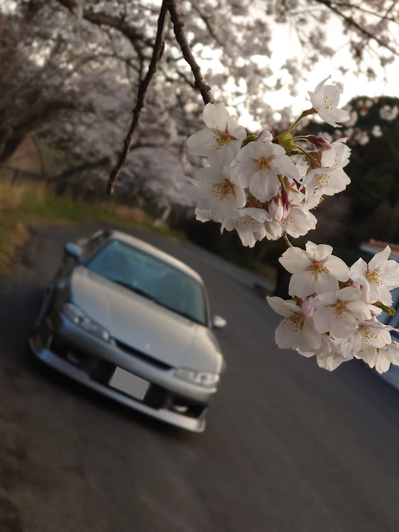シルビアの夕日に輝くあなたの愛車・桜シーズン開幕・4月もよろしくお願い致します🌸・サクラと愛車に関するカスタム事例の投稿画像6枚目