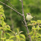 Bells Vireo