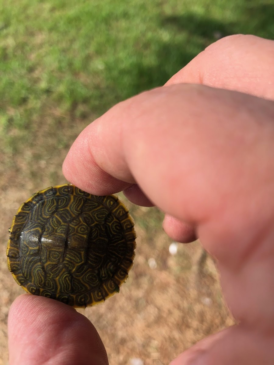 Yellow-bellied Slider