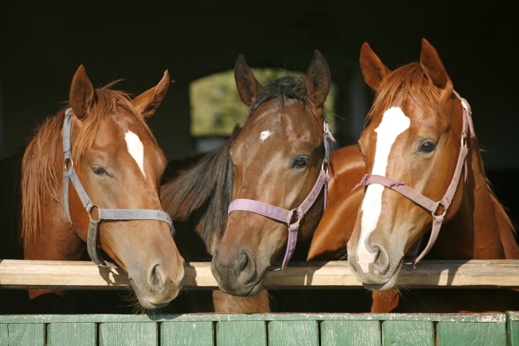 O cavalo e a humanidade: Como os equinos ajudaram na construção da história