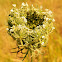 Queen Anne's lace