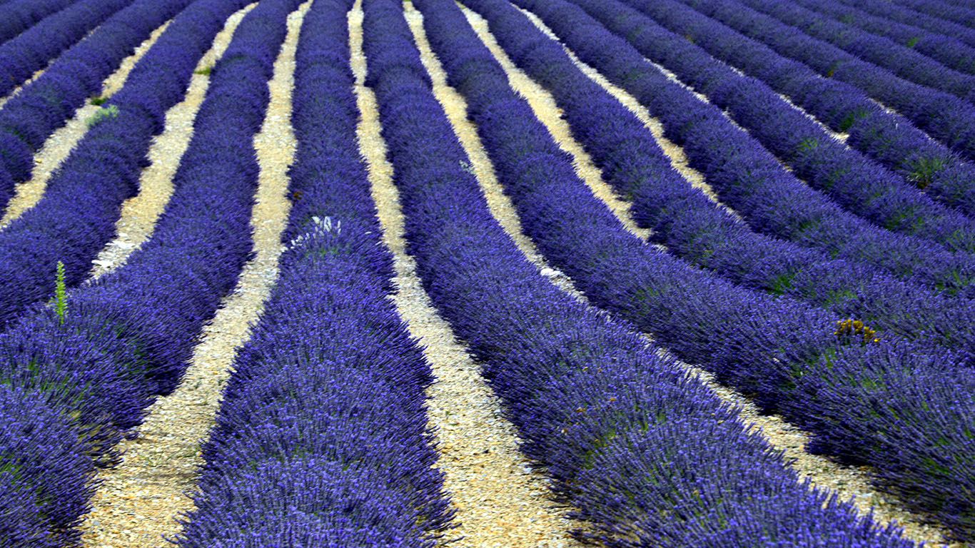 Lavanda di Fabry