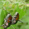 Japanese Beetle