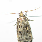 Martyringa latipennis