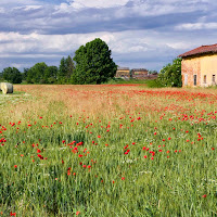 Primavera e frumento di 