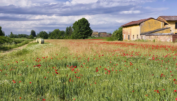 Primavera e frumento di Roberto Simonazzi