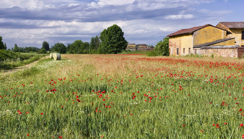 Primavera e frumento di Roberto Simonazzi