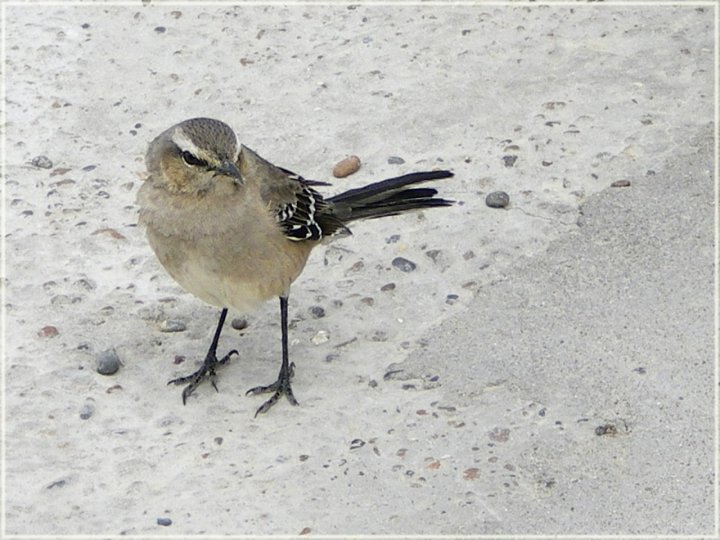 La calandra di marmotta