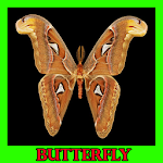 Cover Image of ดาวน์โหลด Beautiful Butterfly Gallery 1.2 APK