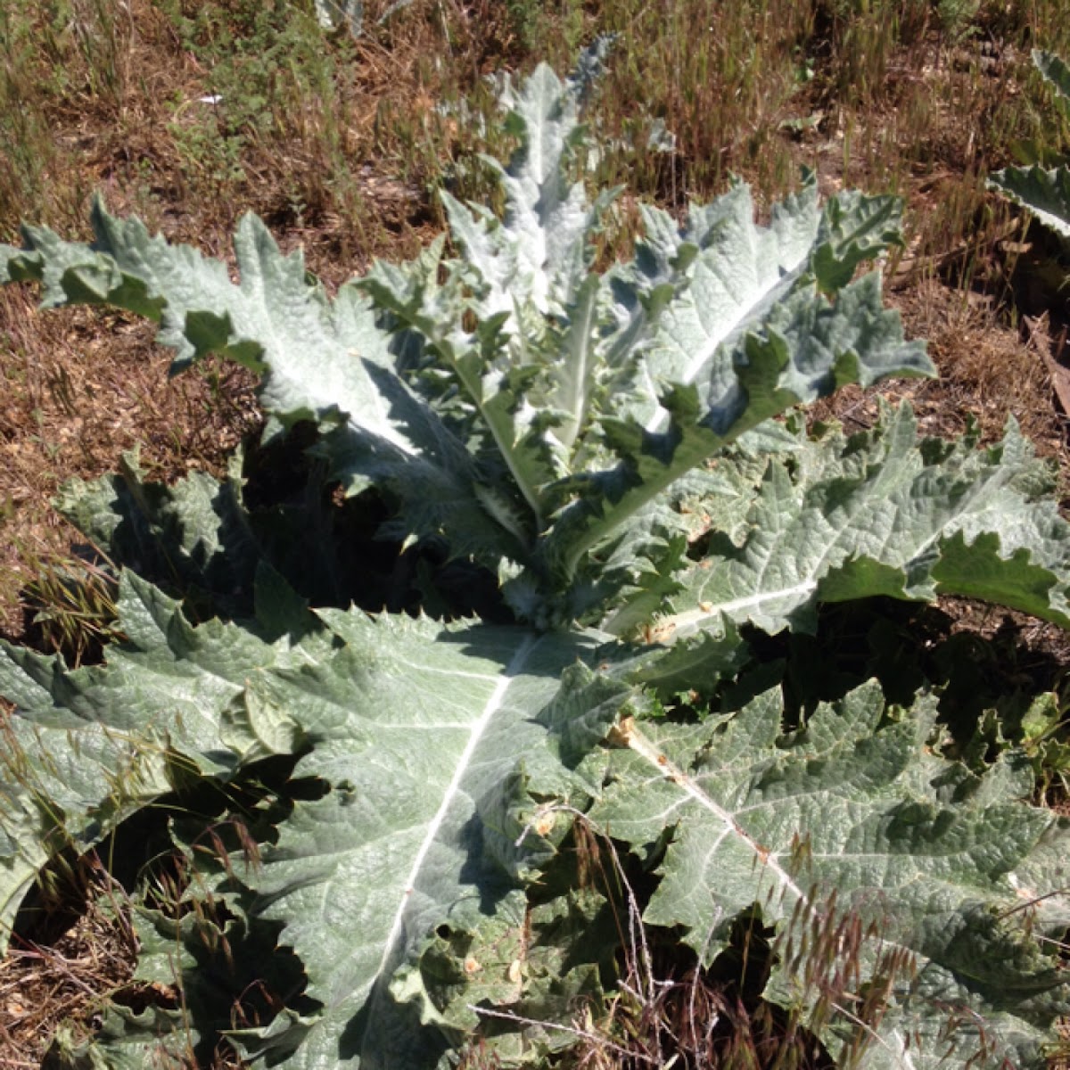 scotch thistle