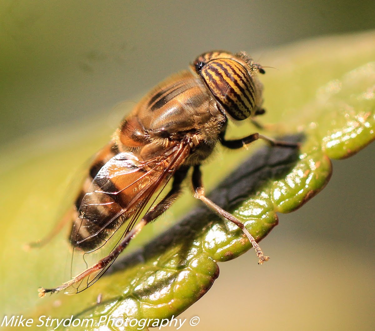 Band-eyed Drone Fly