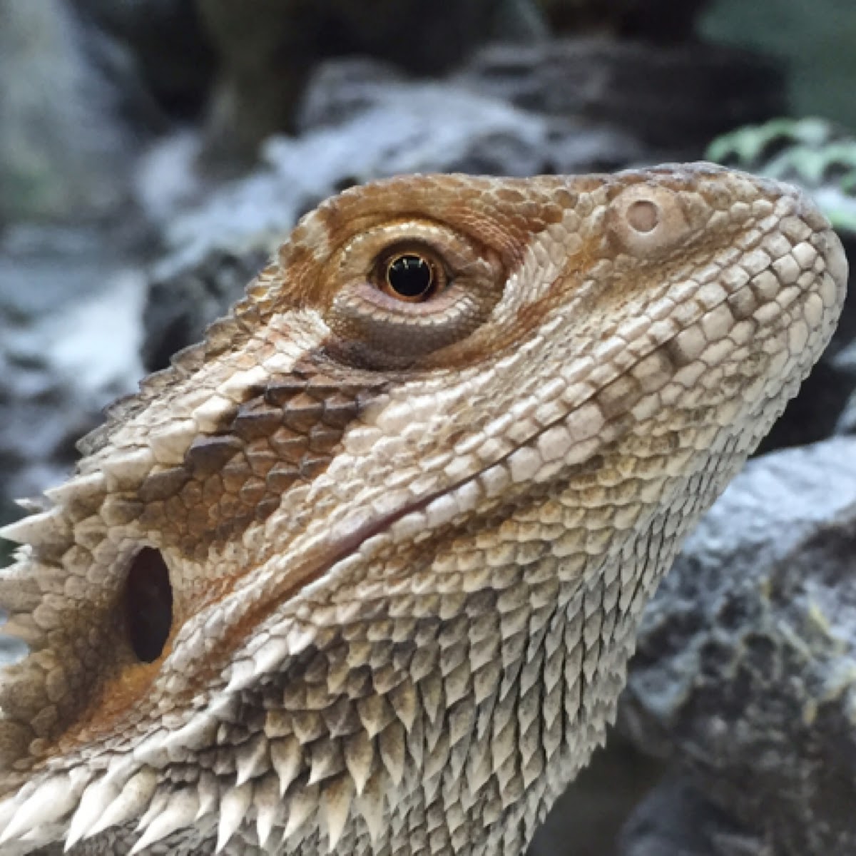 Bearded dragon