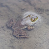 Bullfrog