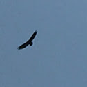 Turkey Vulture