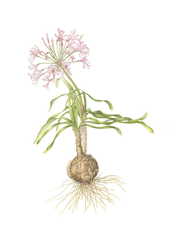 Nerine laticoma – gifbol, vleilelie.