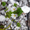 Eyebright