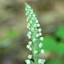 Downy Rattlesnake Plantain