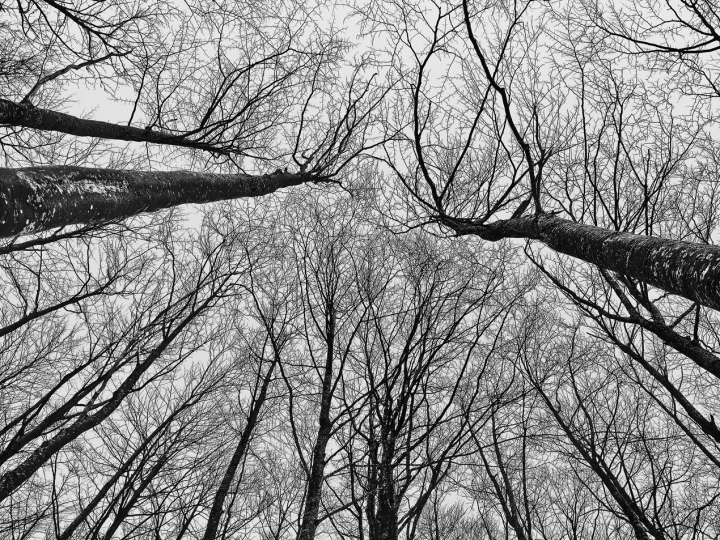 Ragnatele nel cielo di fossabanda