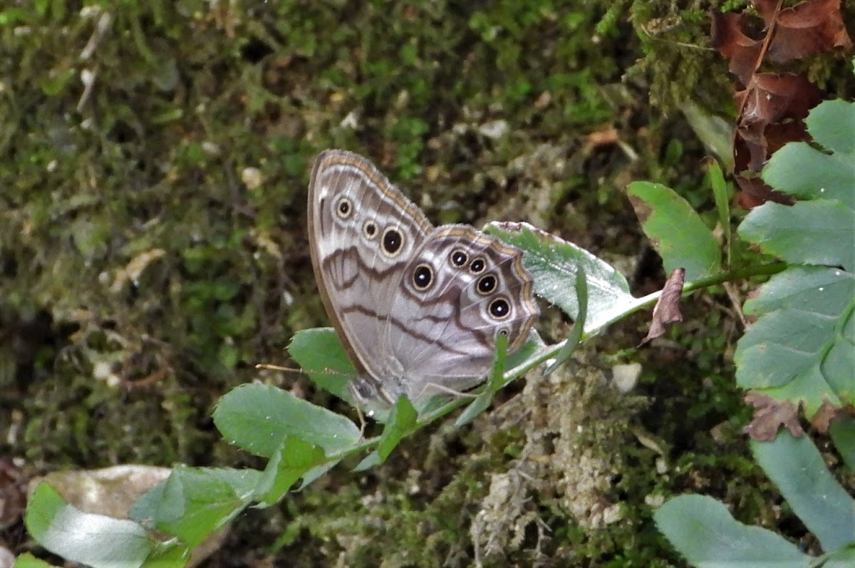 Northern Pearly-eye