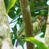 White-cheeked barbet