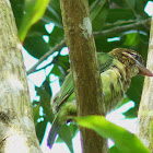 White-cheeked barbet