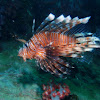 Common lionfish