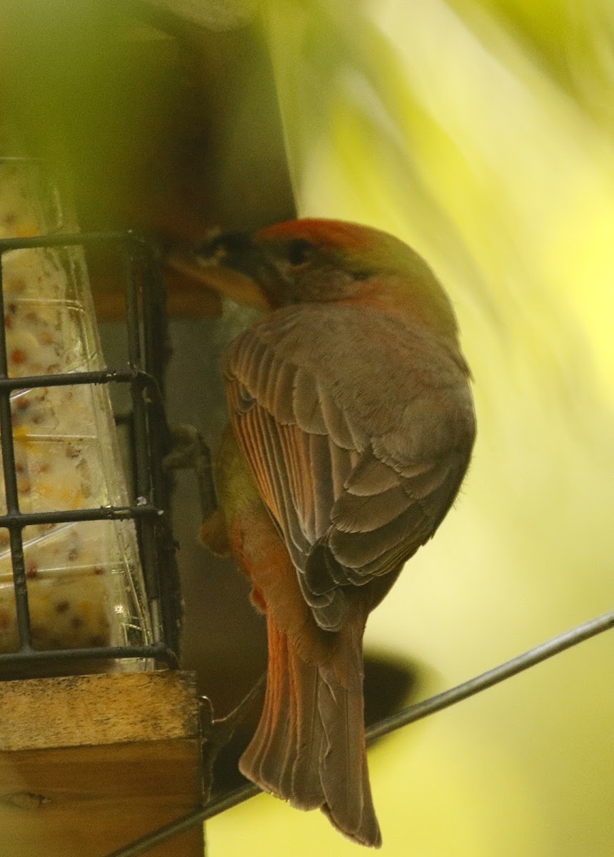 Hepatic Tanager