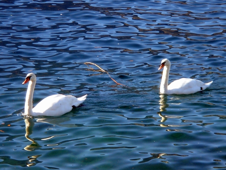 La danza del cigno.... di aldo