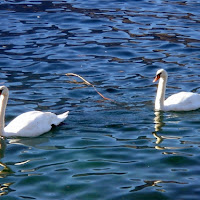 La danza del cigno.... di 