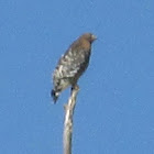 Red-shouldered Hawk