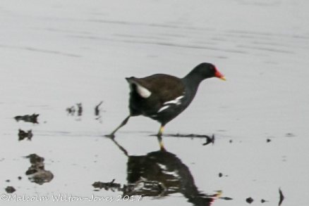 Moorhen; Pollo de Agua