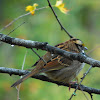 White-throated Sparrow