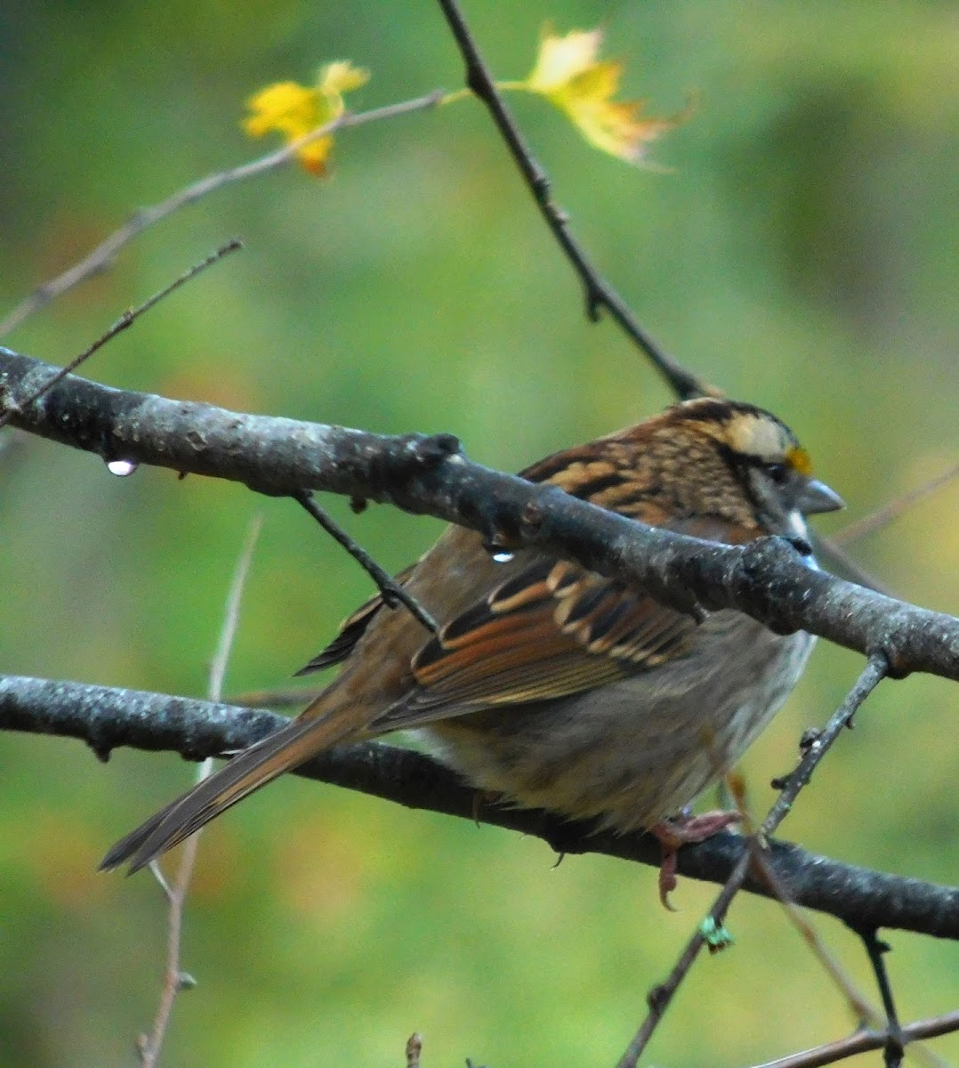 White-throated Sparrow