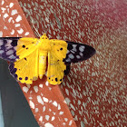 False tiger moth or spotted golden looper moth