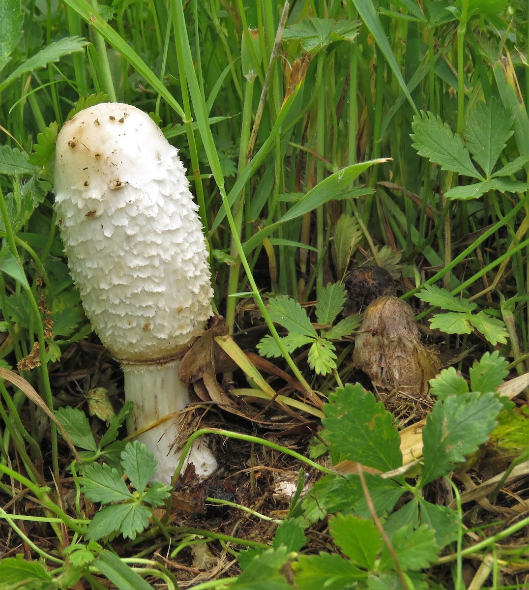 Shaggy Ink Cap