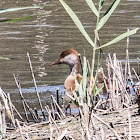 Red-crested Pochard; Pato Colorado