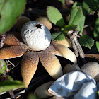 Hygroscopic Earthstar