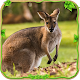 Download Furious Kangaroo Simulator For PC Windows and Mac 1.0