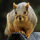 Fox Squirrel