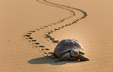 Sea Turtle Wallpapers Theme New Tab small promo image