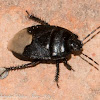 Burrowing Bug