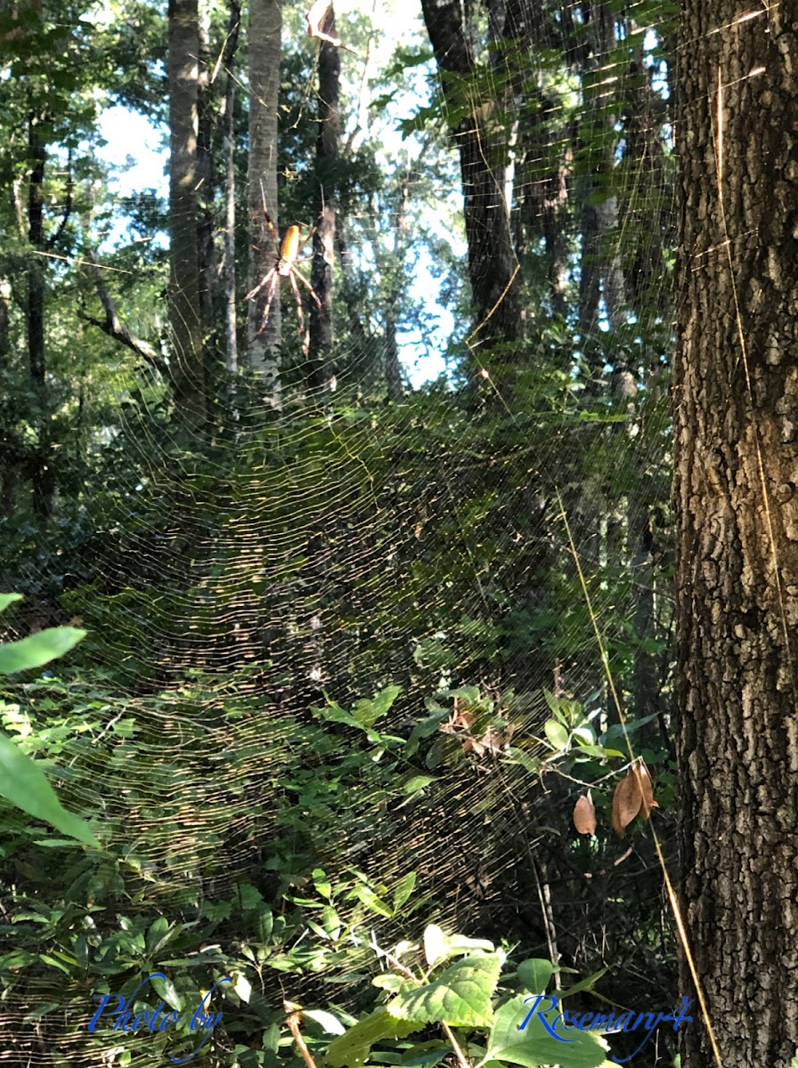 Golden silk orb weaver