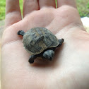 Eastern Box Turtle