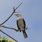 Tropical Mockingbird