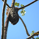 Arboreal termites