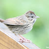 Lincoln's Sparrow