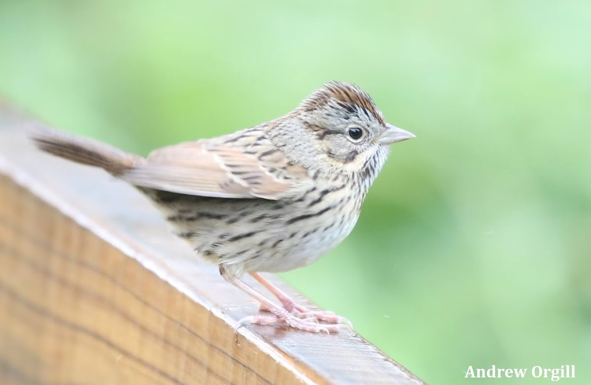 Lincoln's Sparrow