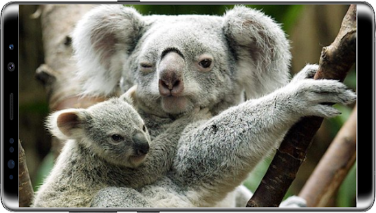 Mammals documentaries nature(圖5)-速報App