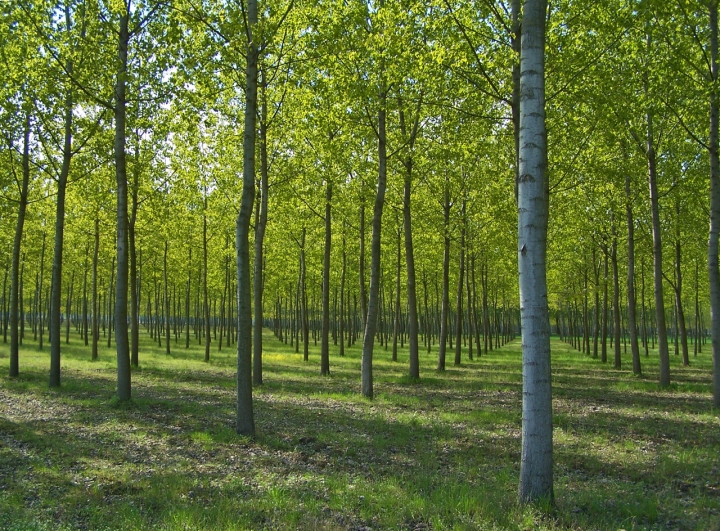 Geometria Naturale di merlino